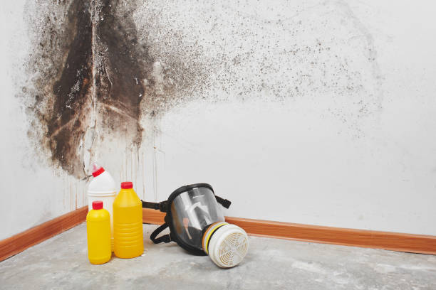 Best DIY Mold Remediation Support Services in Menlo Park, CA