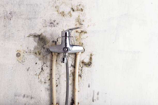Best Black Mold Remediation in Menlo Park, CA