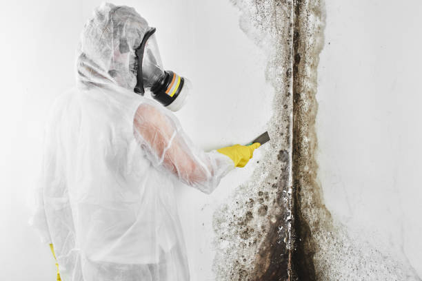 Best Mold Testing and Inspection Services in Menlo Park, CA
