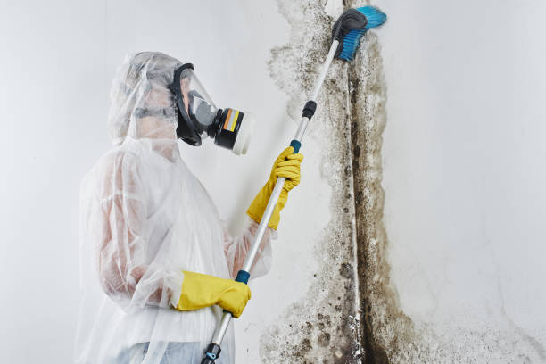 Best HVAC Mold Remediation in Menlo Park, CA