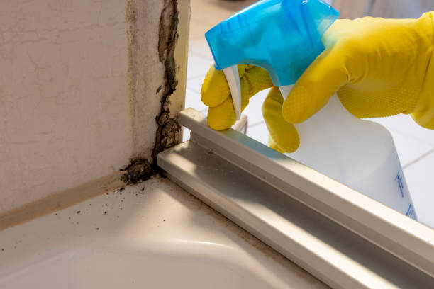 Best White Mold Remediation in Menlo Park, CA
