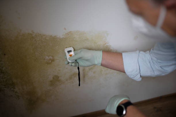 Best Industrial Mold Remediation in Menlo Park, CA