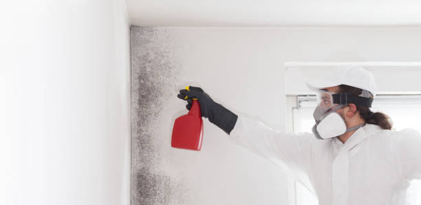 Best Mold Remediation for Schools in Menlo Park, CA