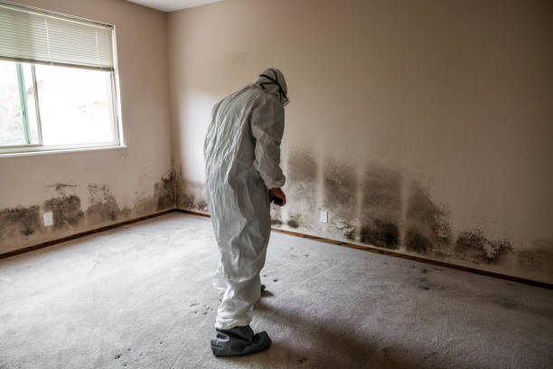 Professional Mold Remediation in Menlo Park, CA