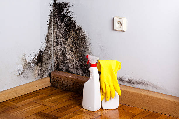 Best Preventive Mold Services in Menlo Park, CA